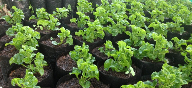 Amazing Fast-Growing Costa Rica Spinach