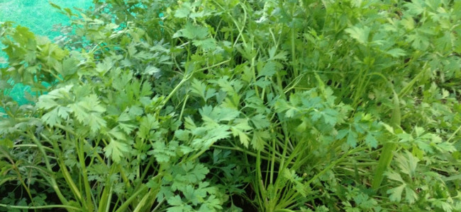 Italian Parsley Italian Parsley