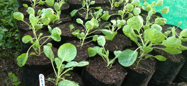 Brussel Sprouts Brussel Sprouts