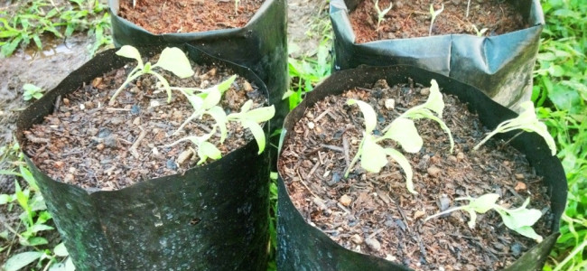 Test of our Homemade Soil Test of our Homemade Soil