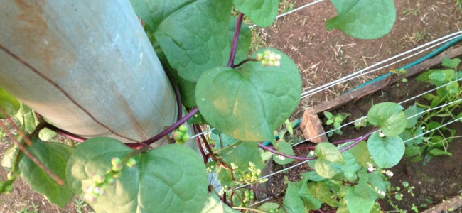 Malabar Spinach – A Vine You Can Eat