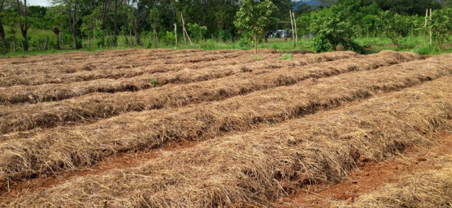 Building soil in raised beds Building soil in raised beds