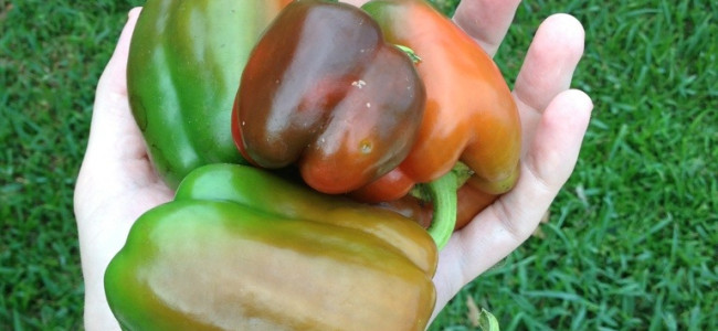 Bell Peppers Bell Peppers