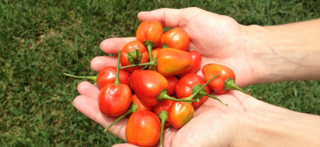 Mini Peppers Mini Peppers