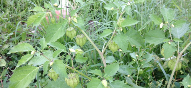 Goldenberries or Tomatillo?