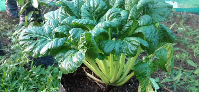 Tat Soi – an Asian Leafy Green Tat Soi – an Asian Leafy Green