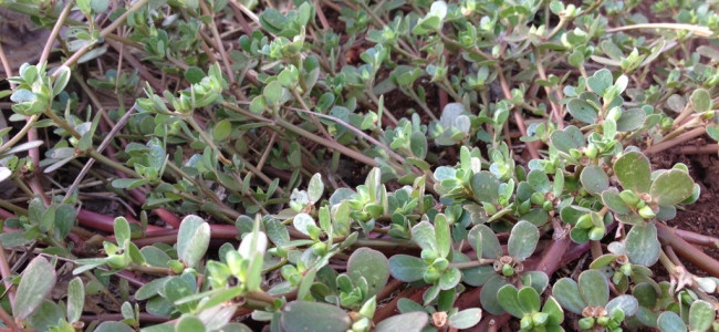 Purslane – a Wild Superfood Weed Purslane – a Wild Superfood Weed