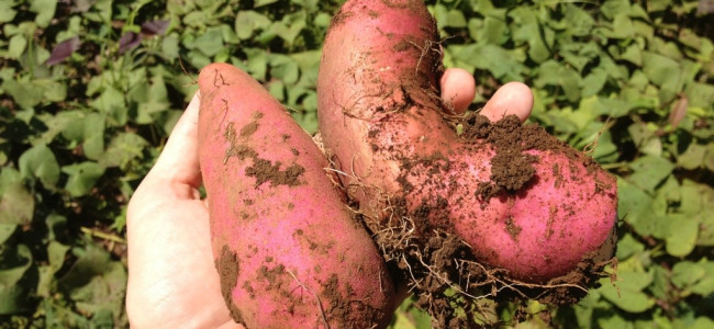 Tropical Sweet Potato (Camote) Tropical Sweet Potato (Camote)