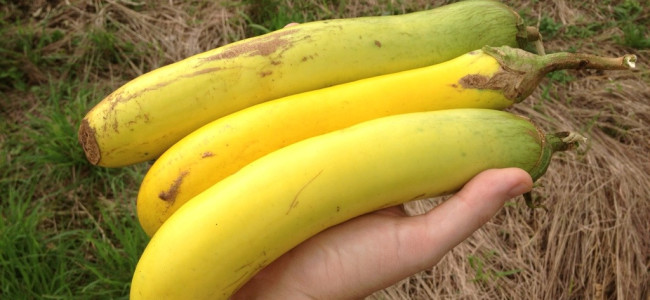 Yellow Eggplant (Berenjena) Yellow Eggplant (Berenjena)