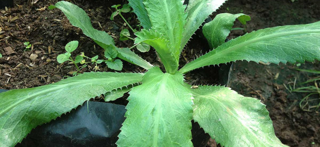 Wild Cilantro (Culantro Silvestre)