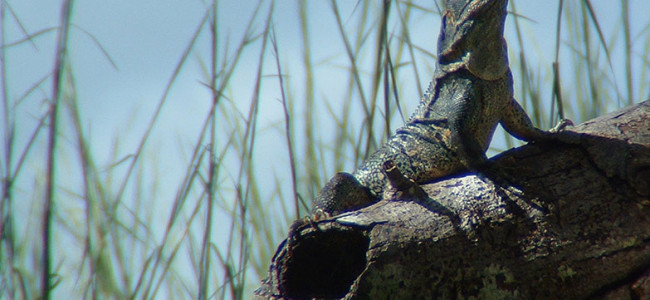 Iguanas Iguanas