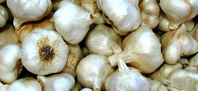 Growing Garlic in the Tropics