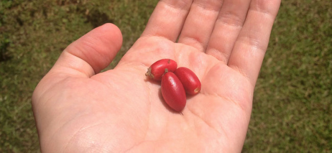 Miracle Fruit! Miracle Fruit!