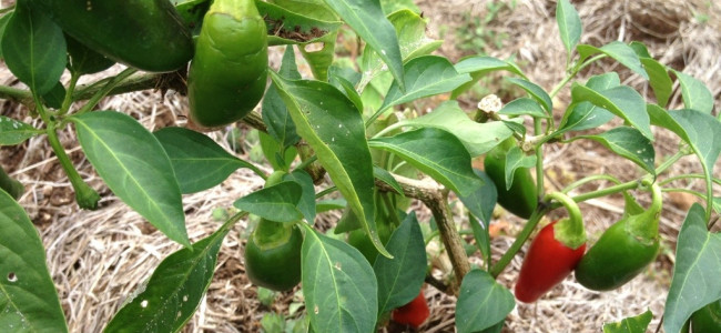 Jalapeño Jalapeño