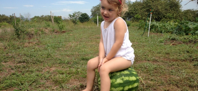 Watermelon (Sandia)