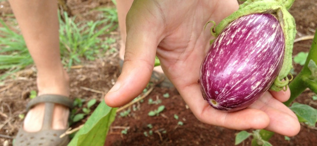 Heirloom Eggplants Heirloom Eggplants