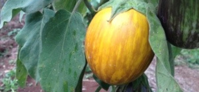 Yellow Heirloom Eggplants