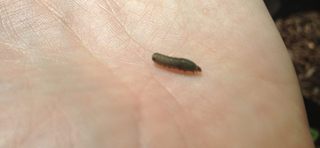 Small Caterpillar who eats our greens Small Caterpillar who eats our greens