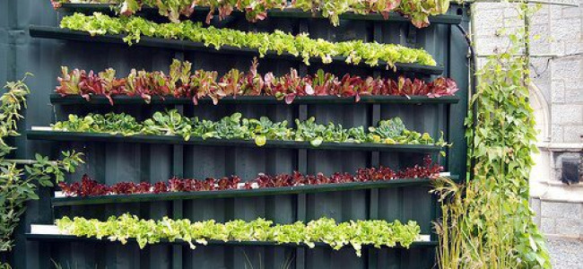 Recycled Bottle Gardens Recycled Bottle Gardens