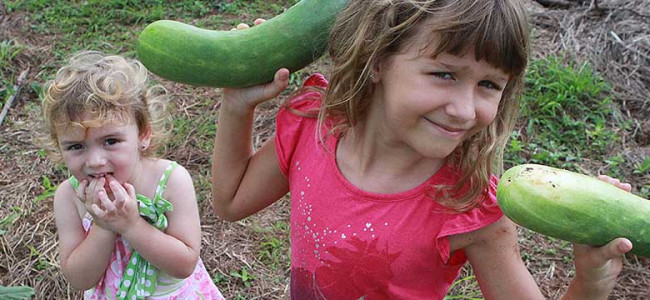 Giant Cucumbers Giant Cucumbers