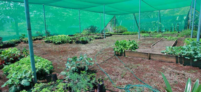 Shade Structure for Growing Vegetables Shade Structure for Growing Vegetables