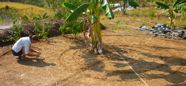 Making an Herb Garden – The Design (Part II) Making an Herb Garden – The Design (Part II)