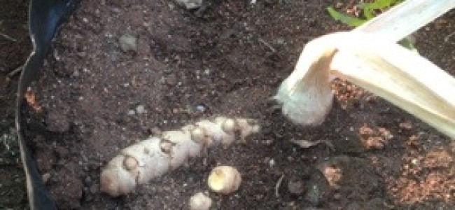 Galangal – the Ginger of Thailand Galangal – the Ginger of Thailand