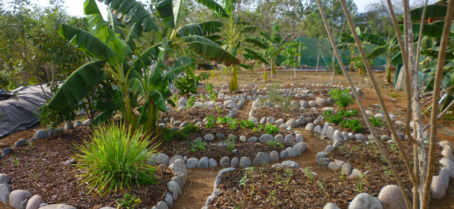 Making an Herb Garden – Herbaceous Goodness (Part IV) Making an Herb Garden – Herbaceous Goodness (Part IV)