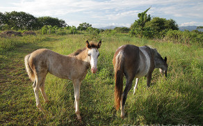 Our Horses – Canela and Cilantro
