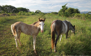 Our Horses – Canela and Cilantro Our Horses – Canela and Cilantro