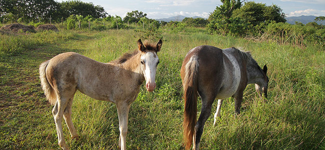 Our Horses – Canela and Cilantro