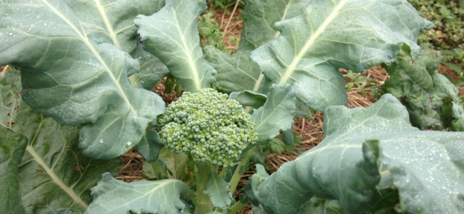 Broccoli! We have done the “impossible” once again!