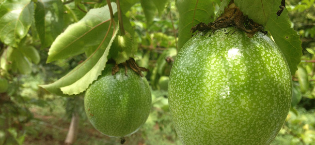 Passion Fruit Passion Fruit