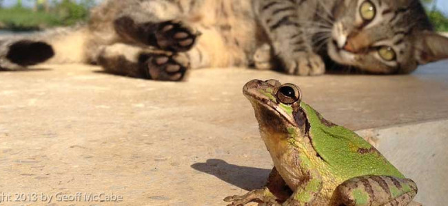 Frog Versus Cat Frog Versus Cat