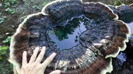 Giant Mushrooms