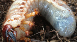 Rhinoceros Beetle Larvae