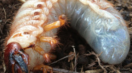 Rhinoceros Beetle Larvae Rhinoceros Beetle Larvae