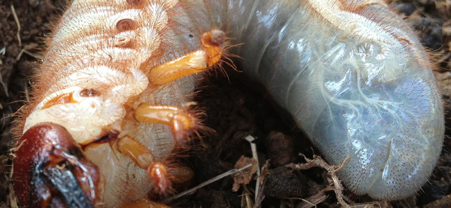 Rhinoceros Beetle Larvae Rhinoceros Beetle Larvae