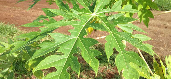 Una Cura de Dengue Con Hojas de Papaya?