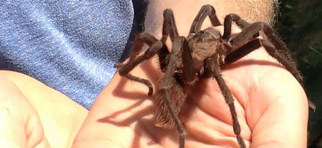 Using Tarantulas for Pest Control