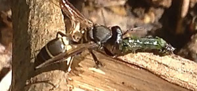 Artificial Wasp Nest for Caterpillar Control