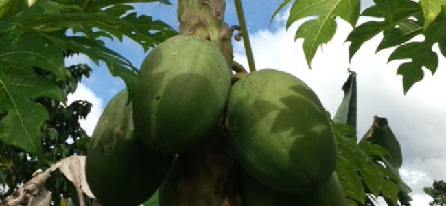 Raw Vegan Green Papaya Salad