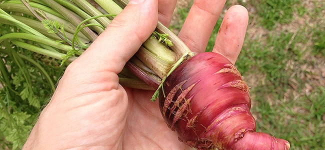 Cultivar Zanahorias Orgánicas en los Trópicos Cultivar Zanahorias Orgánicas en los Trópicos