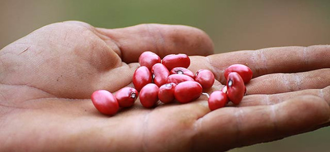 Seeds for Tropical Climates Seeds for Tropical Climates