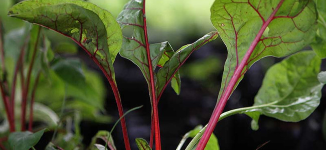 Beets – How to Grow Them