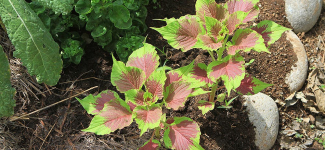 Amaranth Amaranth