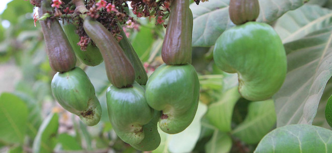 Cashew Nuts and Cashew Apples