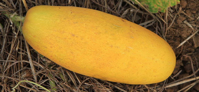 Yellow and Green Cucumbers Yellow and Green Cucumbers