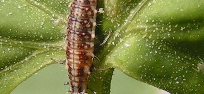 Lacewing Insect – A Friend to the Tropical Gardener Lacewing Insect – A Friend to the Tropical Gardener