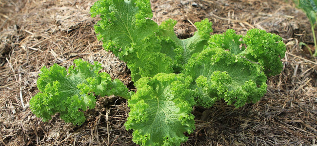 Mustard Greens